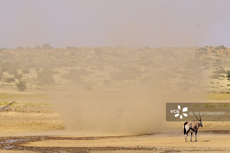 Kalahari沙漠中的Oryx与沙尘龙卷风图片素材