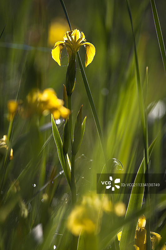 法国欧奈塘的黄色鸢尾花图片素材