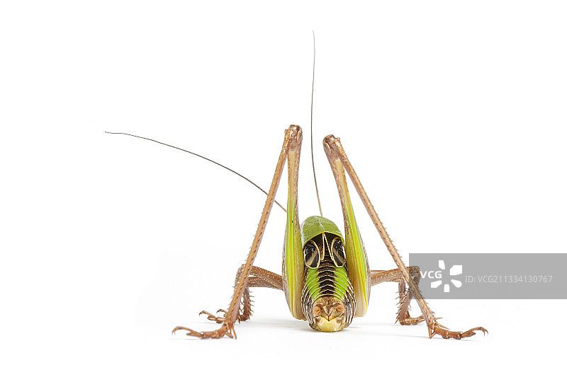 白色背景上的疣蝗图片素材