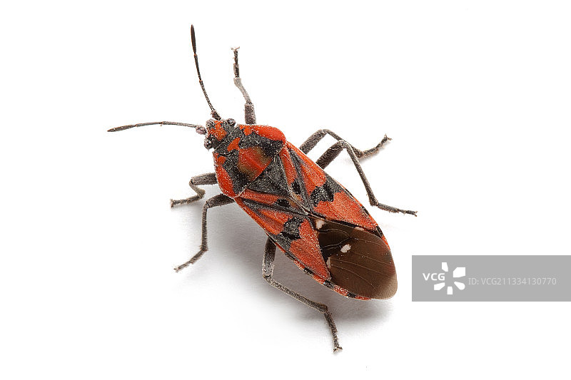 白色背景上的地 bug图片素材