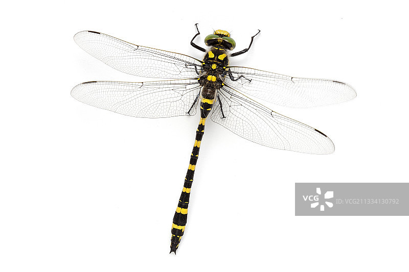 白色背景上的金环蜻蜓图片素材