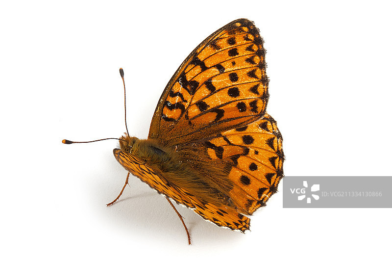 白色背景上的深绿色贝母花图片素材