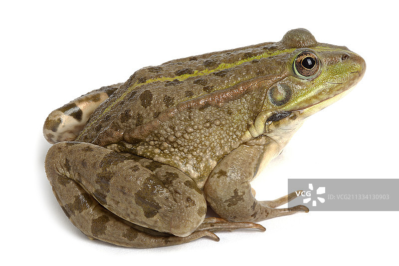 白色背景上的低地蛙图片素材