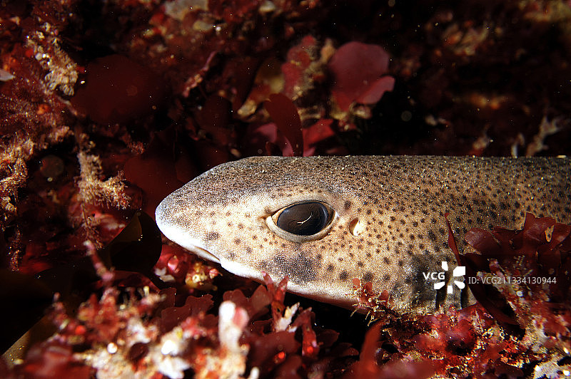 小斑点猫鲨 - 法国布列塔尼群岛图片素材