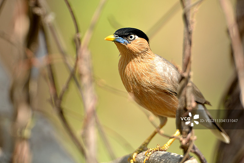 印度塔多巴国家公园树枝上的紫背椋鸟图片素材