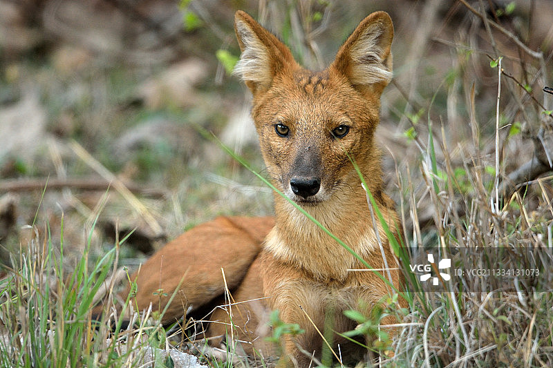 亚洲野狗：印度塔多巴国家公园图片素材