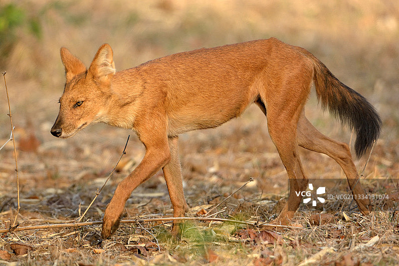 亚洲野犬在空地上行走 - 印度塔多巴国家公园图片素材