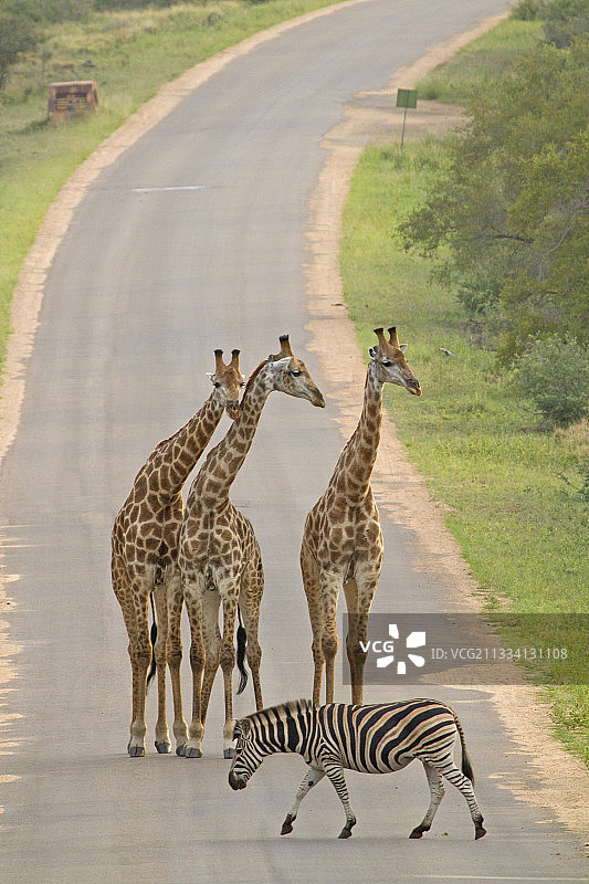 克鲁格国家公园道路上的长颈鹿和斑马图片素材