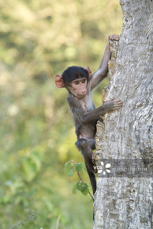 南非克鲁格国家公园树干上的幼年豚尾狒狒图片素材