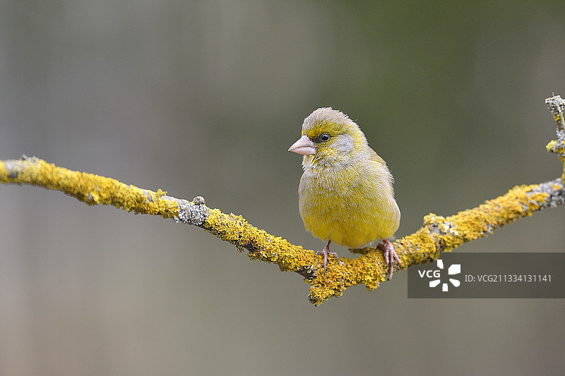栖息在树枝上的绿雀 - 法国图片素材