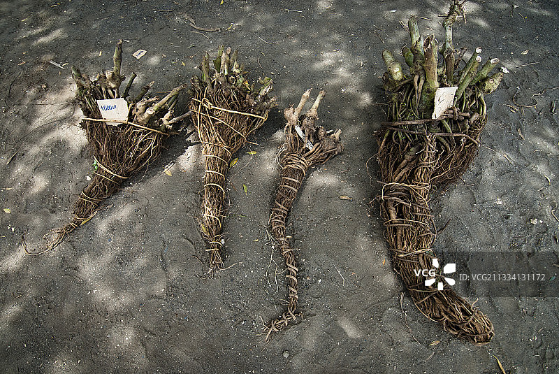 瓦努阿图列纳克尔市场的卡瓦根干货图片素材