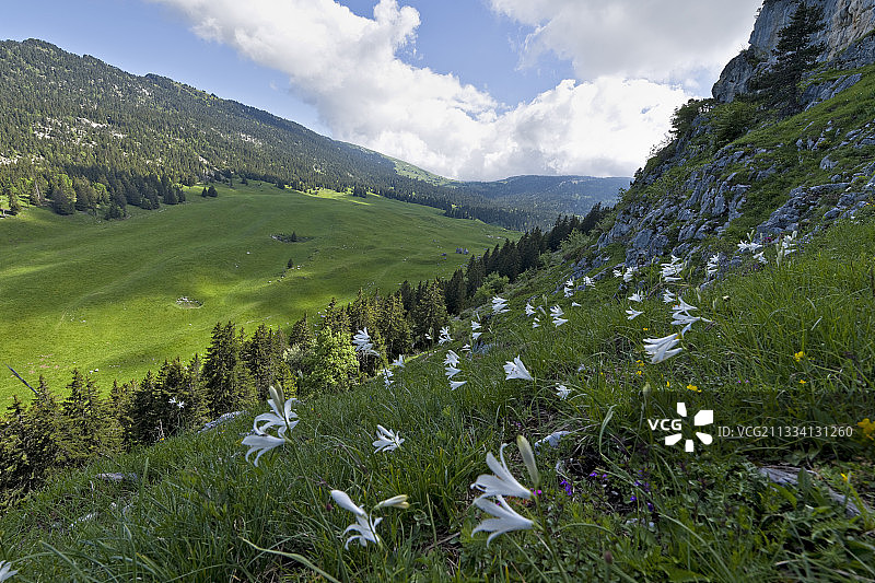盛开的圣布鲁诺百合花 - 法国沙特勒兹山阿尔卑特图片素材