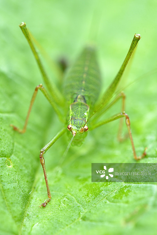 绿色的蚱蜢停留在树叶上 - 法国福宗草原图片素材