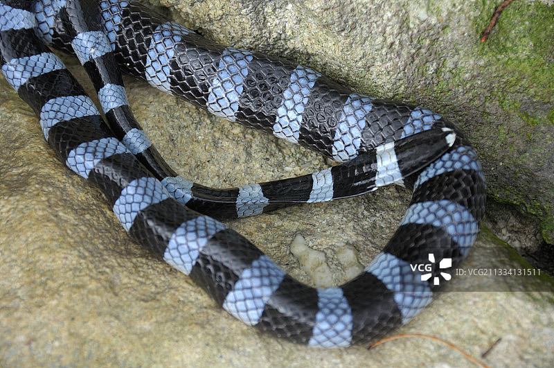 蓝唇海蛇扁平尾巴 - 新喀里多尼亚图片素材