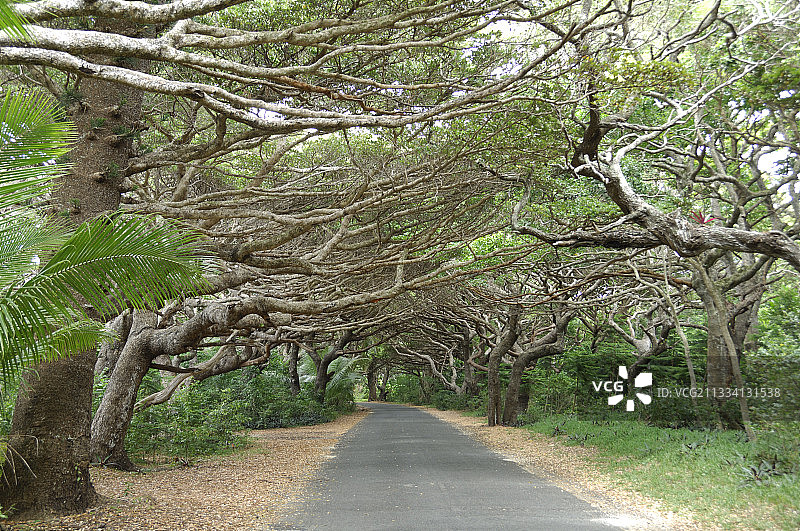 绿树成荫的道路 - 松岛新喀里多尼亚图片素材