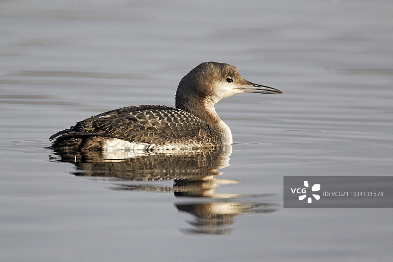 冬季羽毛的黑喉潜鸟在英国水面上图片素材