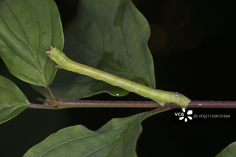 阿林德利勒弗雷斯科夫图片素材