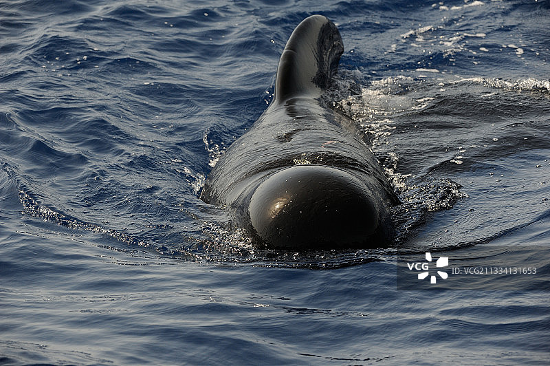 地中海海域的领航鲸图片素材