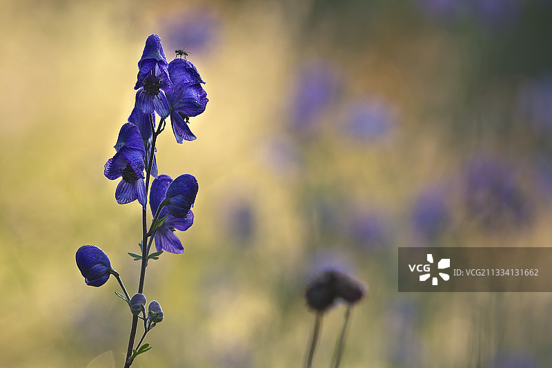 气球塞尔旺斯孚日，法国的维纳斯战车花图片素材