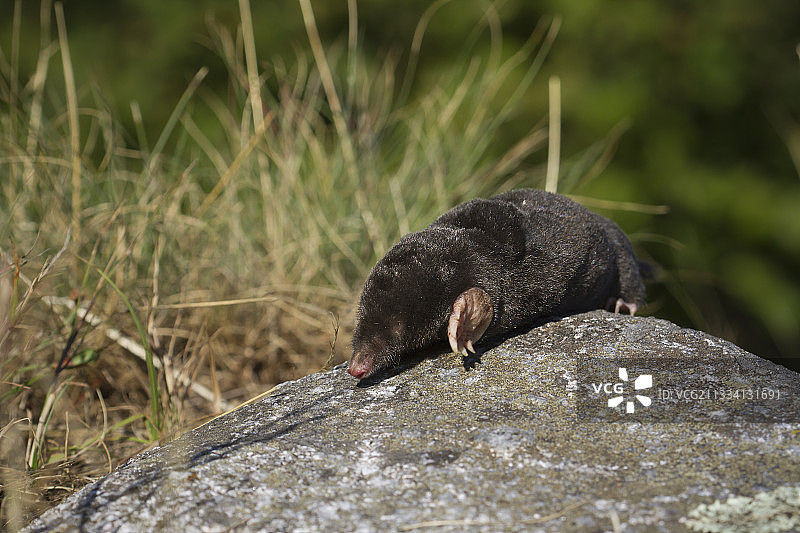 法国孚日山脉岩石上的欧洲鼹鼠。图片素材