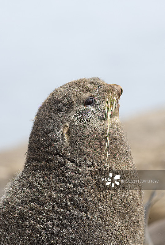 海狗肖像 - 鄂霍次克海 俄罗斯图片素材