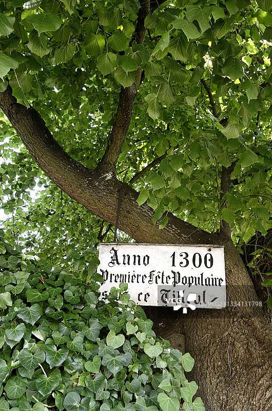 法国阿尔萨斯 Bergheim 的 1300 年老菩提树图片素材