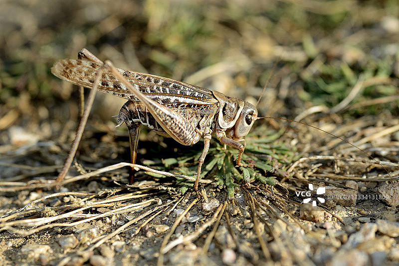 白脸灌木板球产卵 - 法国萨纳里湾图片素材