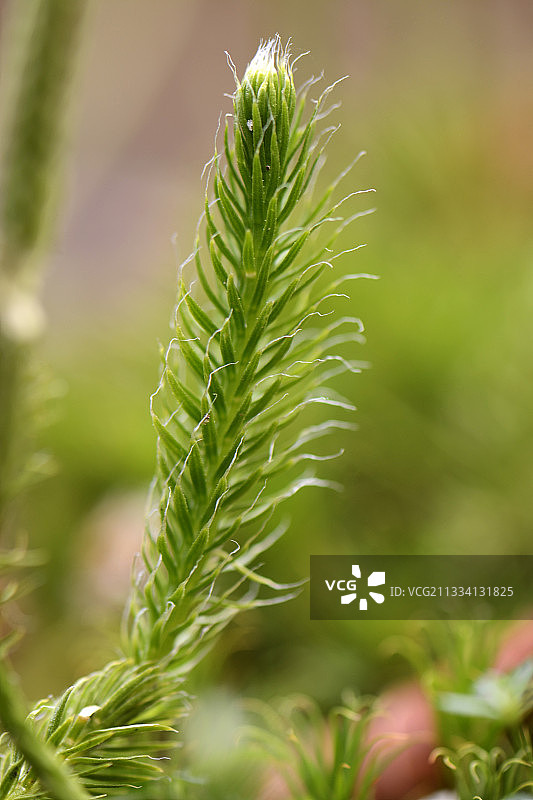 法国上 Vosges 的 Running clubmoss图片素材