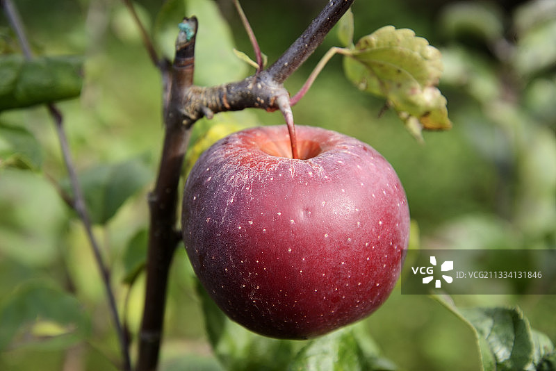 昂热国家农业研究院培育的品种图片素材