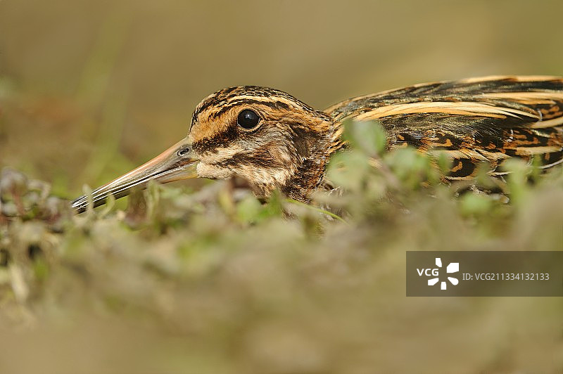 丘鹬在地上 - 比利时图片素材