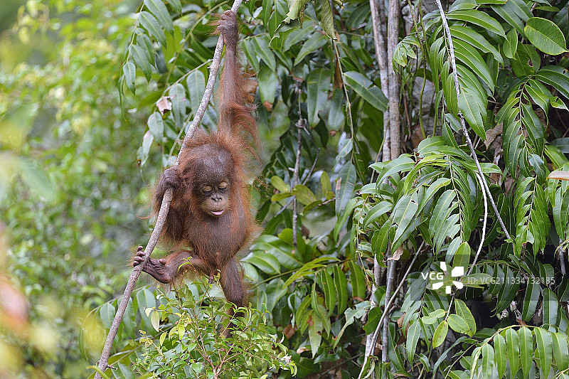 在印尼加里曼丹森林中玩耍的幼年猩猩图片素材