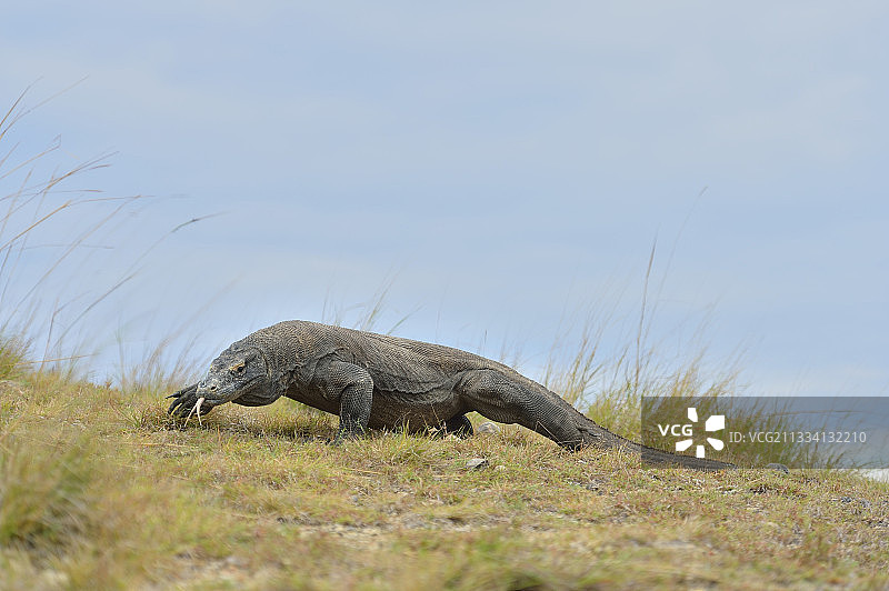 行走的科莫多巨蜥 - 印度尼西亚林卡岛图片素材