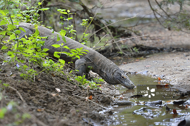 科莫多巨蜥在林卡岛的池塘里喝水，印度尼西亚图片素材