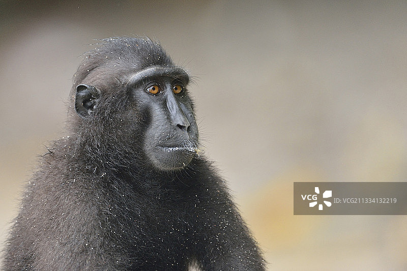 凤头黑猕猴肖像 - 苏拉威西岛图片素材