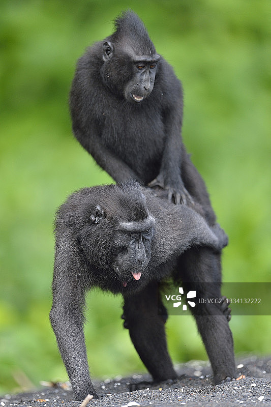 苏拉威西凤头猕猴交配             -             印尼汤加阔图片素材