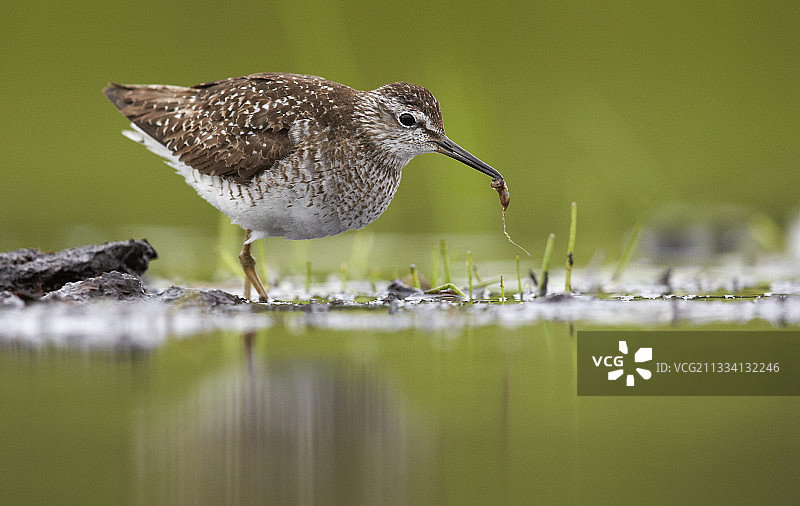 觅食中的林鹬 - 芬兰图片素材
