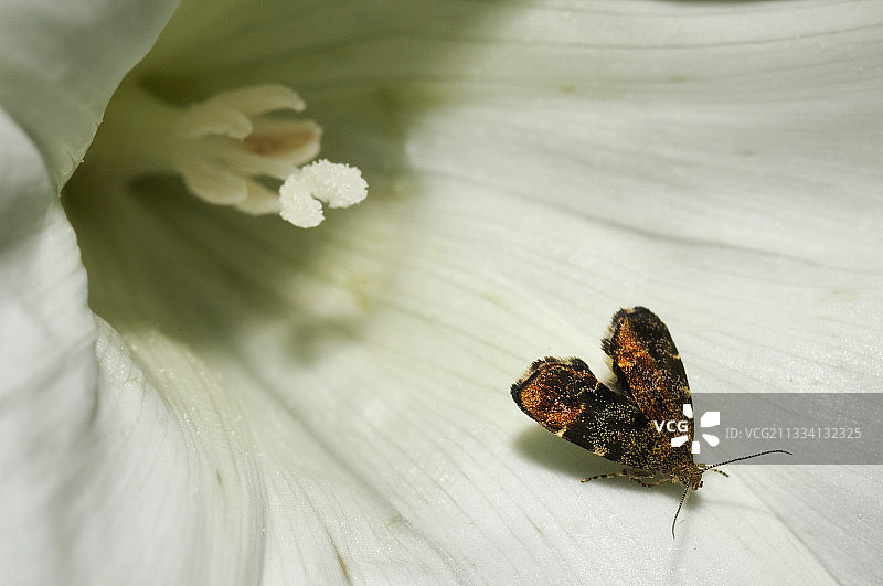 法国北部孚日地区旋花上的银点卷蛾图片素材