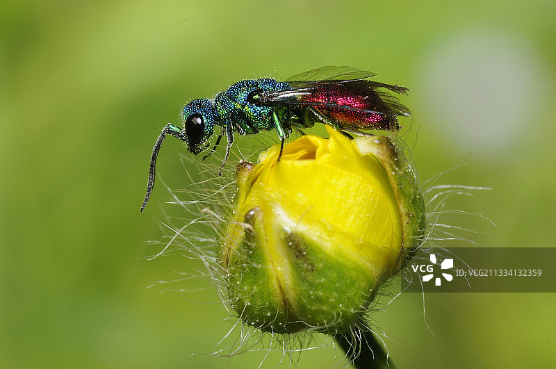花上的金黄胡蜂 - 北孚日法国图片素材
