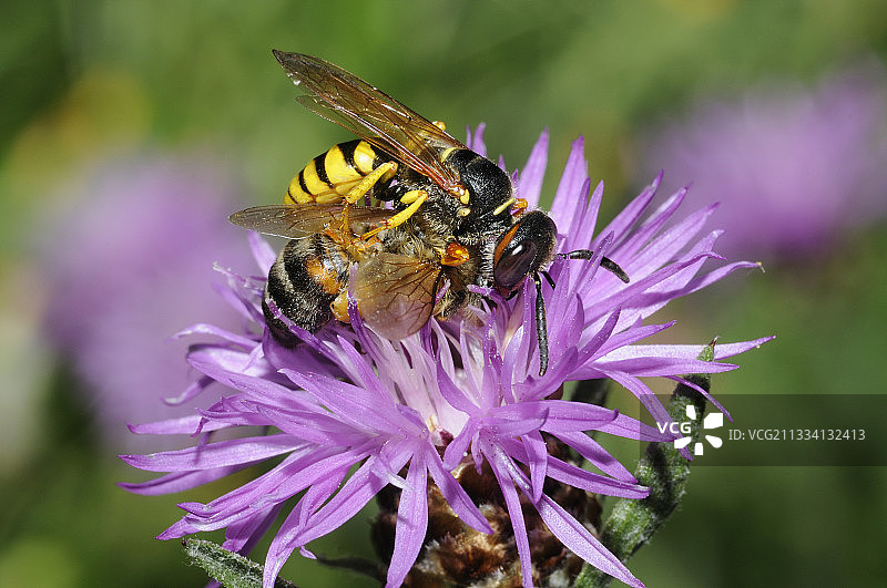 欧洲食蜂金蜂捕食蜜蜂，孚日，法国图片素材