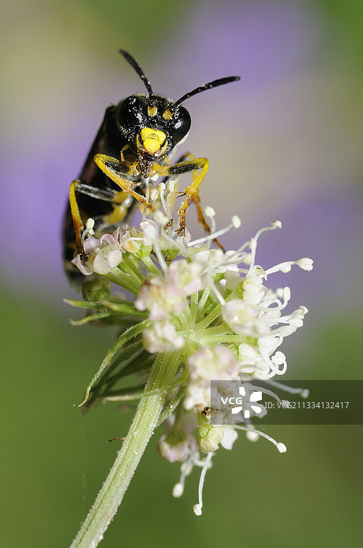 花朵上的薄荷锯蝇 - 法国北部孚日图片素材