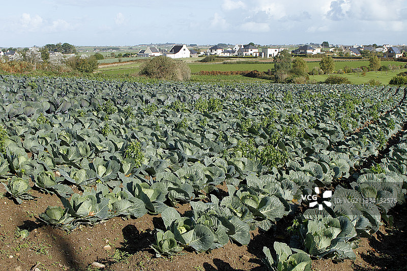 法国布列塔尼的卷心菜作物图片素材