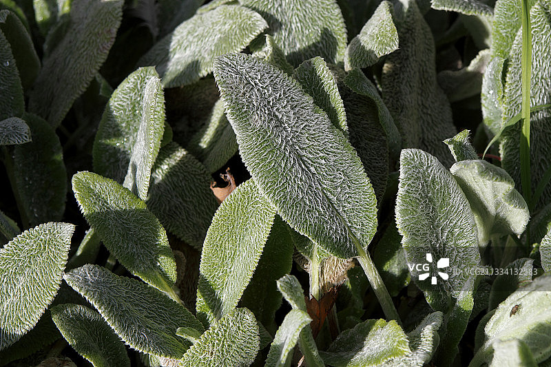 法国毛地蚕叶图片素材