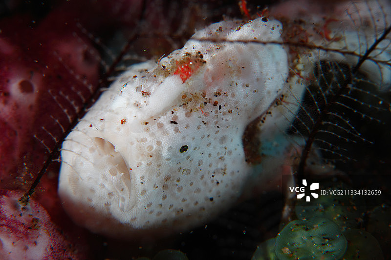 杜因菲律宾的科默森氏躄鱼图片素材