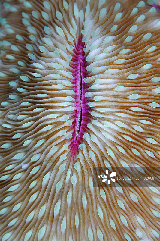 菲律宾道因蘑菇珊瑚特写图片素材