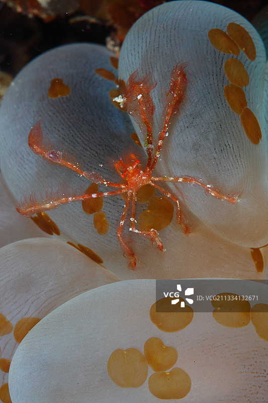 菲律宾道因的猩猩蟹图片素材