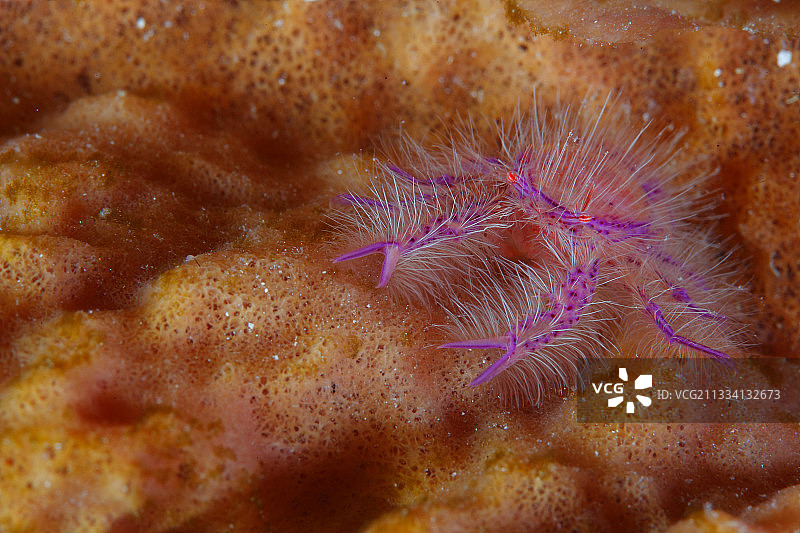 粉色蹲龙虾 - 菲律宾道因图片素材