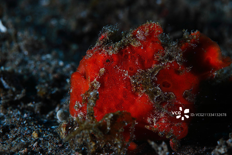 杜因菲律宾的科默森氏躄鱼图片素材