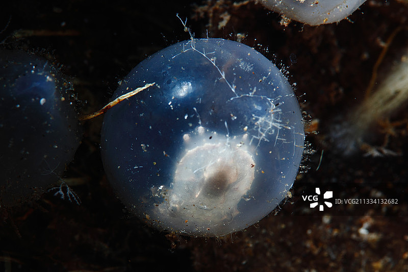 乌贼卵 - 菲律宾道因图片素材