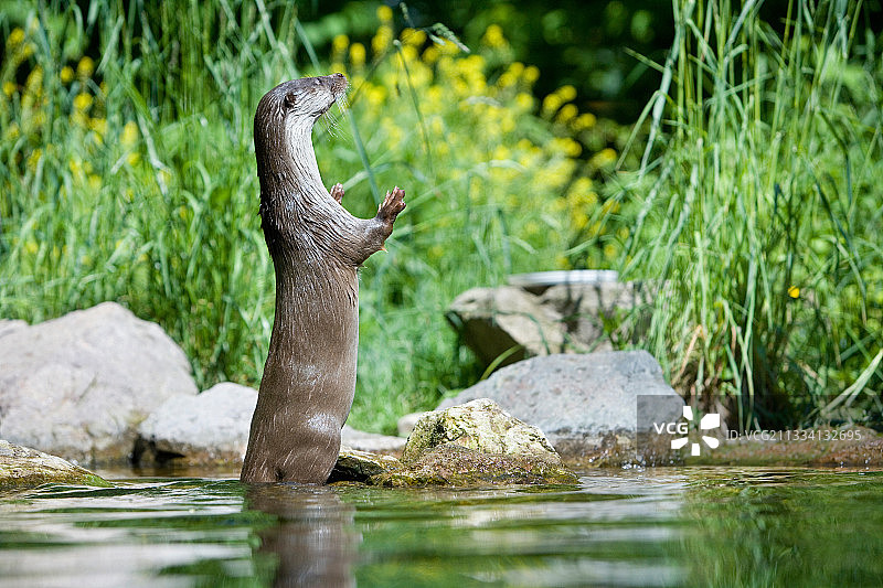 胡纳维尔公园图片素材