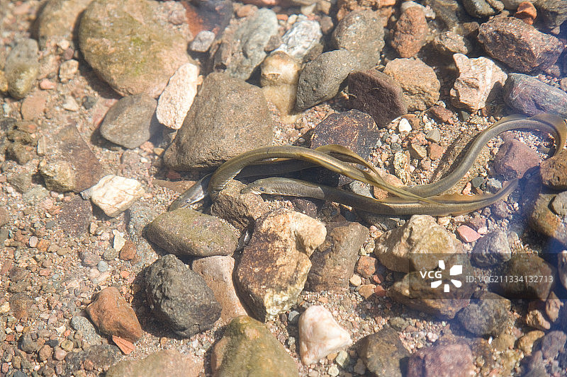 法国弗朗什-孔泰河中的溪流七鳃鳗图片素材